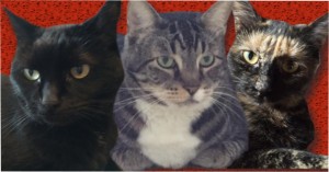 Dorian, Chapati & Zoe - Overseers of cat-tastrophies