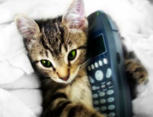 Kitten Phone